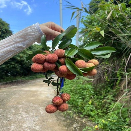 Sihai Welcome You to Litchi Festival 