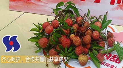 Lychee Culture Festival 2025