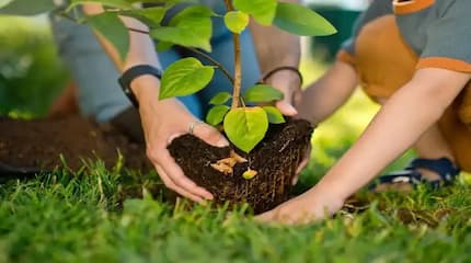 Tree-Planting Day: Our Commitment to a Greener Future